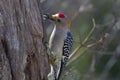 Golden-fronted Woodpecker Royalty Free Stock Photo