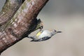 Golden-fronted Woodpecker, Melanerpes aurifrons Royalty Free Stock Photo