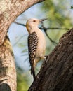 Golden fronted woodpecker (Melanerpes aurifrons) Royalty Free Stock Photo