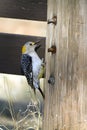 Golden-fronted Woodpecker, Melanerpes aurifrons Royalty Free Stock Photo