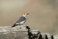 Golden-fronted Woodpecker, Melanerpes aurifrons Royalty Free Stock Photo
