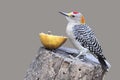 Golden-fronted Woodpecker - Texas