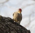 Golden fronted woodpecker Melanerpes aurifrons Royalty Free Stock Photo