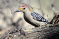 Golden-fronted Woodpecker Royalty Free Stock Photo