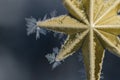 Golden Frost Covered Christmas Star Decorating an Outdoor Tree