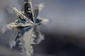 Golden Frost Covered Christmas Star Decorating an Outdoor Tree