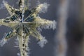 Golden Frost Covered Christmas Star Decorating an Outdoor Tree