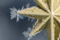 Golden Frost Covered Christmas Star Decorating an Outdoor Tree