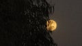 Full golden moon shining brightly through the dark branches of a tree in the night sky Royalty Free Stock Photo