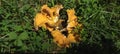 Golden Fungi In Clover