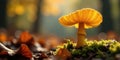 Golden fungus illuminated by autumnal sunlight in a forest setting. Generative AI Royalty Free Stock Photo