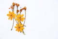 Golden Gardenia carinata flower