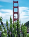 Golden Gate Bridge behind vibrant succulents