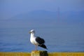 Golden Gate Bridge in San Francisco haze with Seagull on Pier Royalty Free Stock Photo