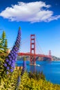 Golden Gate Bridge San Francisco purple flowers California Royalty Free Stock Photo