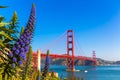 Golden Gate Bridge San Francisco purple flowers California Royalty Free Stock Photo