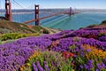 Golden Gate Bridge San Francisco purple flowers California Royalty Free Stock Photo