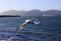 Golden Gate Bridge Royalty Free Stock Photo