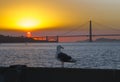 The Golden Gate Bridge at sunset and seagull Royalty Free Stock Photo