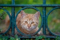 Golden Gaze: Ginger Cat Framed by a Garden Fence Royalty Free Stock Photo