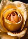 golden gift rose close up. Selective focus.
