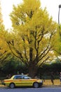 Golden Gingko Biloba in the street in Tokyo