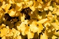 Golden ginkgo biloba autumn leaves in a Chinese garden in sunshine. Natural foliage background Royalty Free Stock Photo