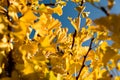 Yellow ginkgo biloba leaves on tree in sunshine against clear blue sky Royalty Free Stock Photo