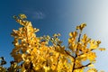 Yellow ginkgo biloba leaves on tree in sunshine against clear blue sky Royalty Free Stock Photo