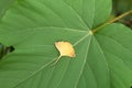 Golden ginkgo leaf on green large leaf background