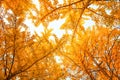 golden ginkgo leaf with sky in autumn