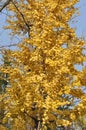 Golden Ginkgo Leaf