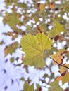 the golden ginkgo leaves In autumn on the driveway of the university campus Royalty Free Stock Photo