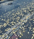 the golden ginkgo leaves In autumn on the driveway of the university campus Royalty Free Stock Photo