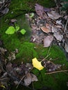 Golden ginkgo leaves lying on green moss