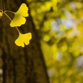 Golden Ginko Biloba leaves - Square composition Royalty Free Stock Photo