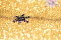 Golden glitter made by bokeh effect with silver snowflake abstract background, copy spac