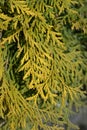 Golden Globe Arborvitae Royalty Free Stock Photo