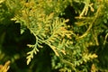 Golden Globe Arborvitae