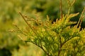 Golden Globe Arborvitae