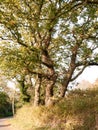 Golden glorious bark and leaves of thick country tree outside