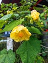 Golden Glow: Beautiful Yellow Abutilon Flower in its Splendor Royalty Free Stock Photo