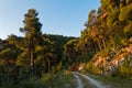 Golden glow of pine tree forest alongside island backroad at sunset, Skopelos island