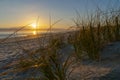 Golden glow of sedge growing on sand as dune protection Royalty Free Stock Photo