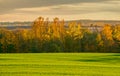 Golden glow of sunset in a colorful trees with yellow leaves and green field Royalty Free Stock Photo