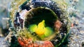 Golden Goby hiding in a bottle Royalty Free Stock Photo