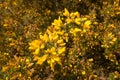 Golden Gorse Bush Royalty Free Stock Photo