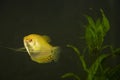 Golden Gourami