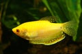 Golden gourami Royalty Free Stock Photo