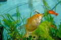 A close up image of a Golden Gourami in a community tank